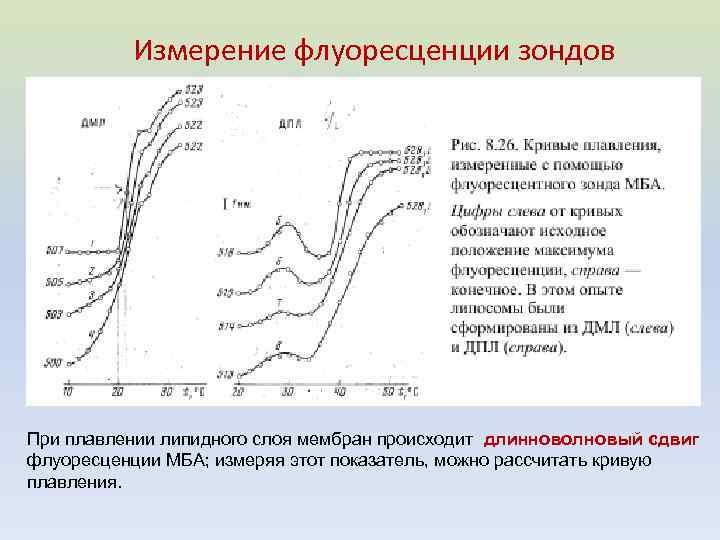 Измерение флуоресценции зондов При плавлении липидного слоя мембран происходит длинноволновый сдвиг флуоресценции МБА; измеряя