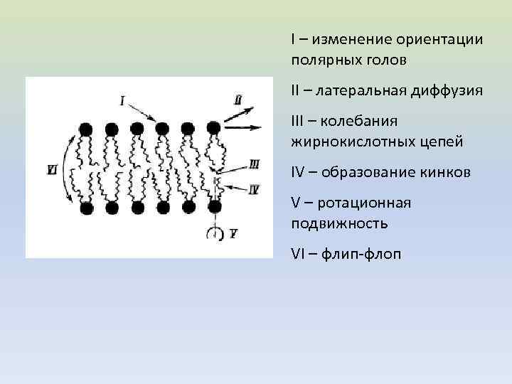 Цепь образования