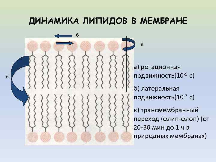 Каким номером на рисунке обозначена структура отвечающая за транспорт веществ