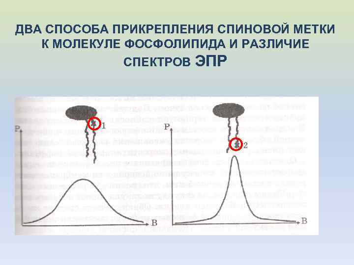 ДВА СПОСОБА ПРИКРЕПЛЕНИЯ СПИНОВОЙ МЕТКИ К МОЛЕКУЛЕ ФОСФОЛИПИДА И РАЗЛИЧИЕ СПЕКТРОВ ЭПР 