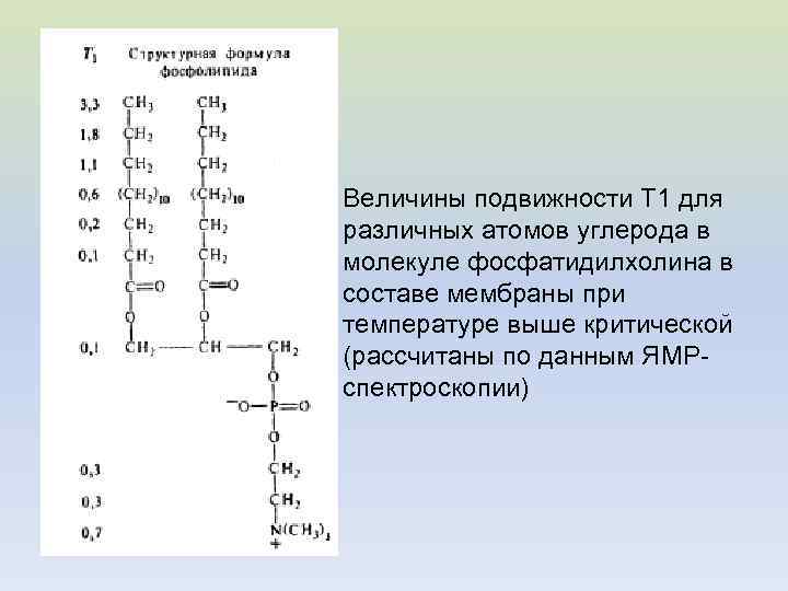 Величины подвижности Т 1 для различных атомов углерода в молекуле фосфатидилхолина в составе мембраны