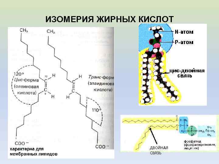 ИЗОМЕРИЯ ЖИРНЫХ КИСЛОТ ДВОЙНАЯ СВЯЗЬ 