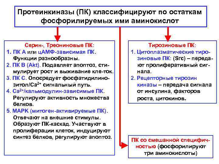 Протеинкиназы (ПК) классифицируют по остаткам фосфорилируемых ими аминокислот Серин-, Треониновые ПК: 1. ПК А
