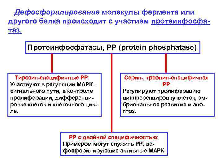  Дефосфорилирование молекулы фермента или другого белка происходит с участием протеинфосфатаз. Протеинфосфатазы, PP (protein
