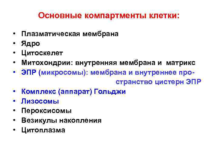 Основные компартменты клетки: • Плазматическая мембрана • Ядро • Цитоскелет • Митохондрии: внутренняя мембрана