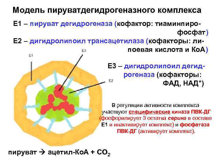 Модель пируватдегидрогеназного комплекса Е 1 – пируват дегидрогеназа (кофактор: тиаминпиро фосфат) Е 2 –
