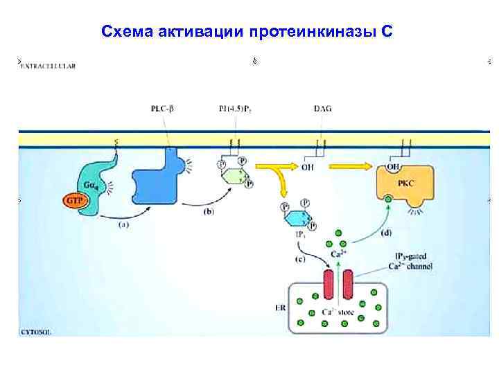 Схема активации протеинкиназы С 