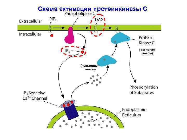 Схема активации протеинкиназы С (активная киназа) (неактивная киназа) 
