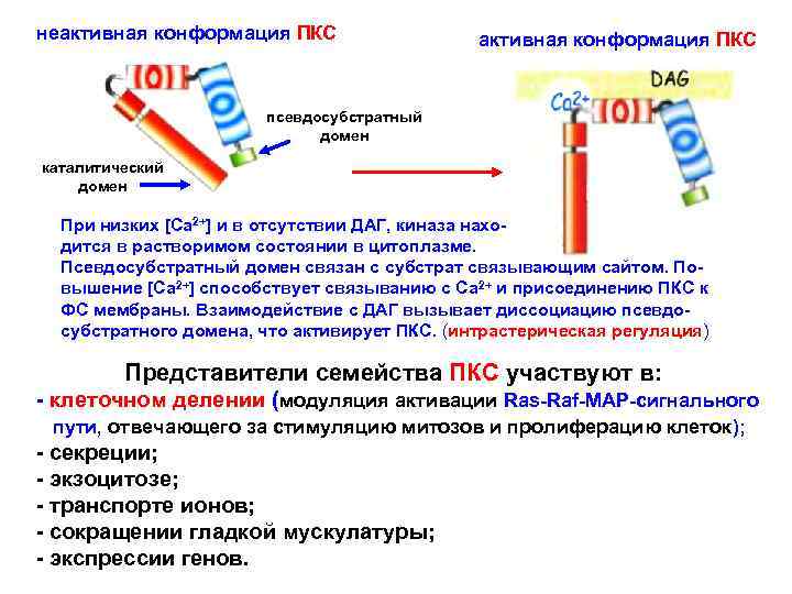 неактивная конформация ПКС псевдосубстратный домен каталитический домен При низких [Ca 2+] и в отсутствии