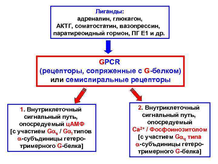 Лиганды: адреналин, глюкагон, АКТГ, соматостатин, вазопрессин, паратиреоидный гормон, ПГ Е 1 и др. GPCR