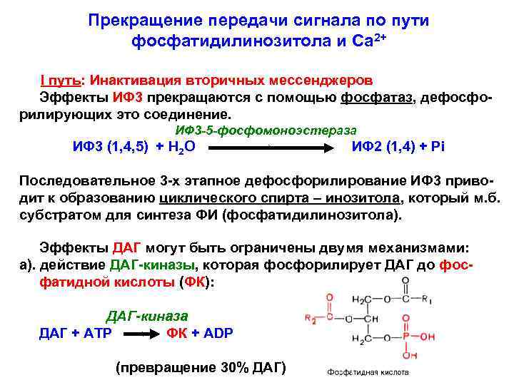 Прекращение передачи сигнала по пути фосфатидилинозитола и Са 2+ I путь: Инактивация вторичных мессенджеров