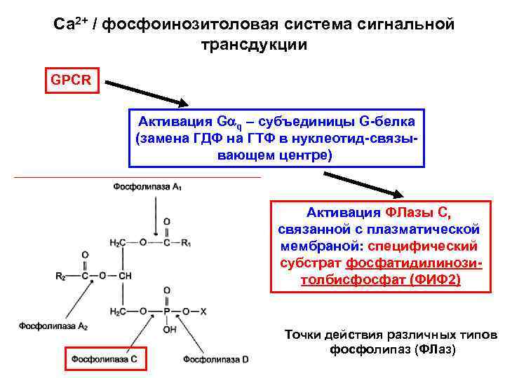 Са 2+ / фосфоинозитоловая система сигнальной трансдукции GPCR Активация Gaq – субъединицы G-белка (замена