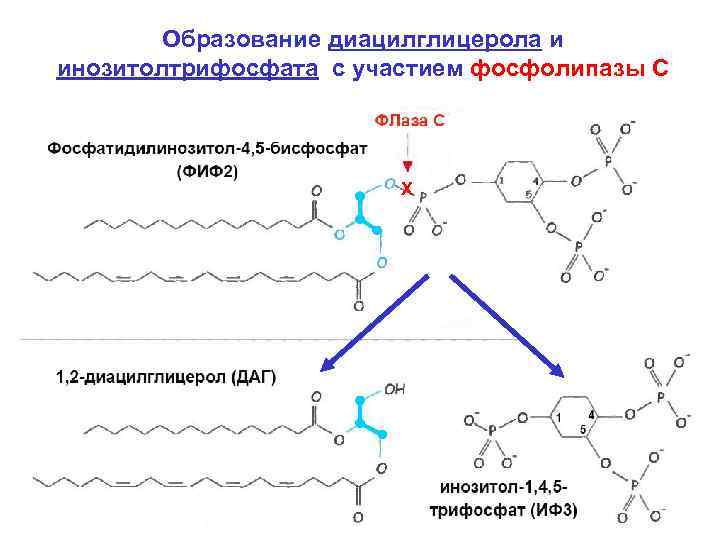 Образование диацилглицерола и инозитолтрифосфата с участием фосфолипазы С Х 