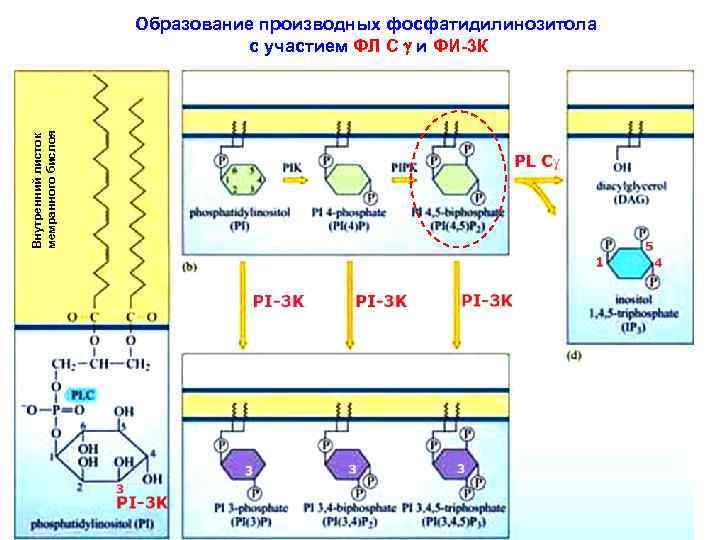 Внутренний листок мемранного бислоя Образование производных фосфатидилинозитола с участием ФЛ С g и ФИ-3