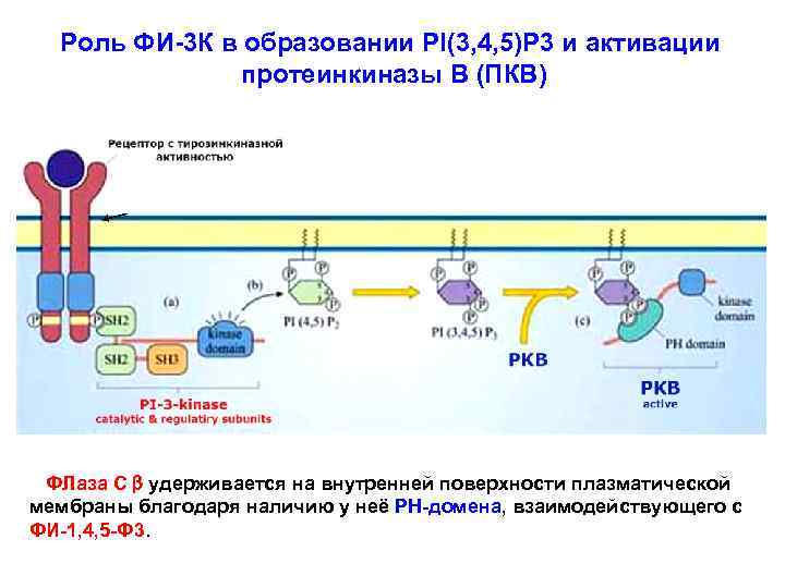 Роль ФИ-3 К в образовании PI(3, 4, 5)P 3 и активации протеинкиназы В (ПКВ)