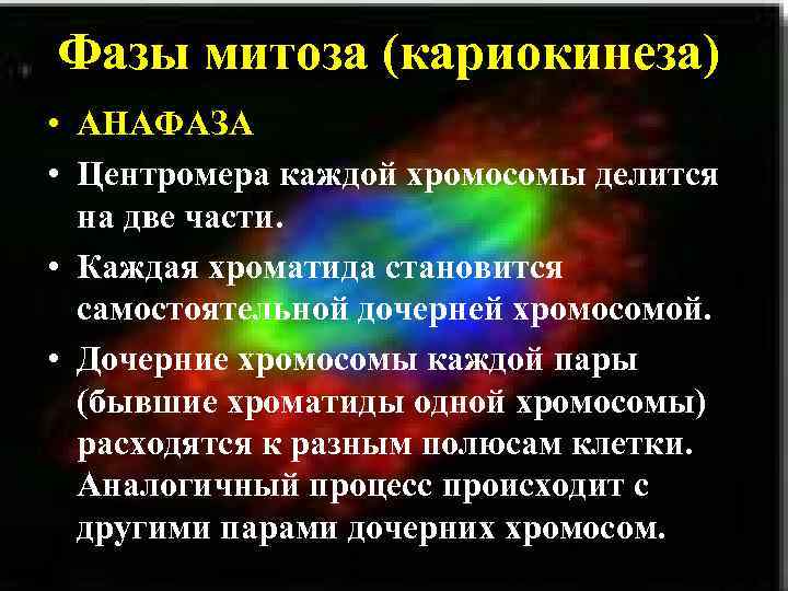 Фазы митоза (кариокинеза) • АНАФАЗА • Центромера каждой хромосомы делится на две части. •