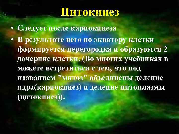 Цитокинез • Следует после кариокинеза • В результате него по экватору клетки формируется перегородка