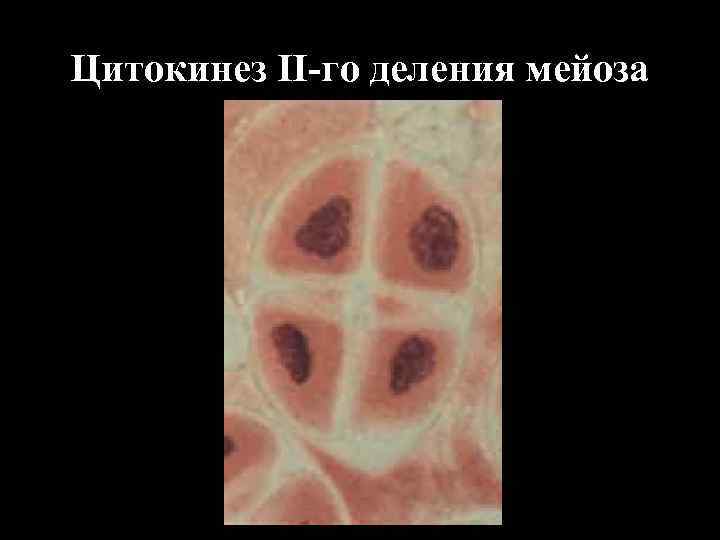 Цитокинез II-го деления мейоза 