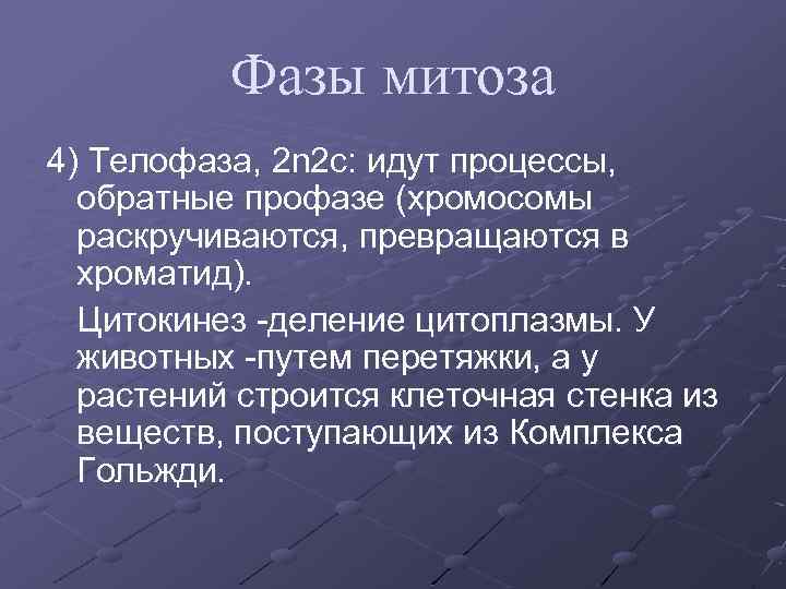 Фазы митоза 4) Телофаза, 2 n 2 c: идут процессы, обратные профазе (хромосомы раскручиваются,
