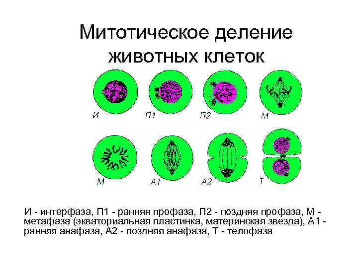 Текст деление клетки. Митотического деления клетки. Митотическое деление животных клеток. Митотическое деление ядра. Этапы митотического деления.
