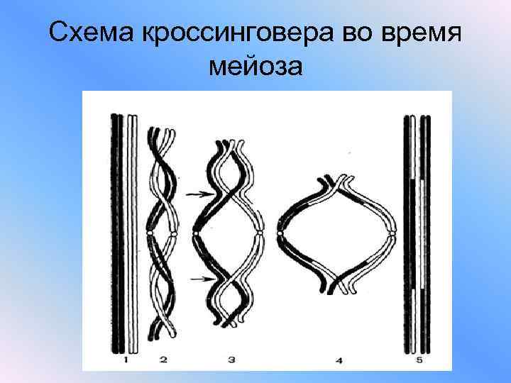 Схема кроссинговера во время мейоза 