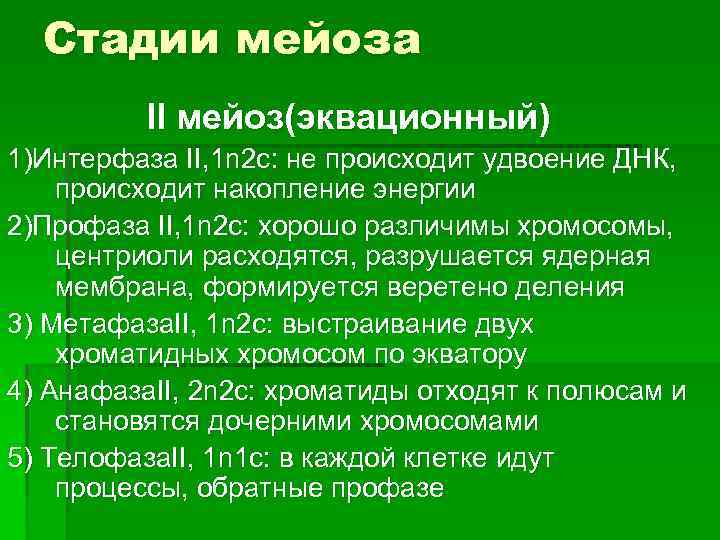 Стадии мейоза II мейоз(эквационный) 1)Интерфаза II, 1 n 2 c: не происходит удвоение ДНК,