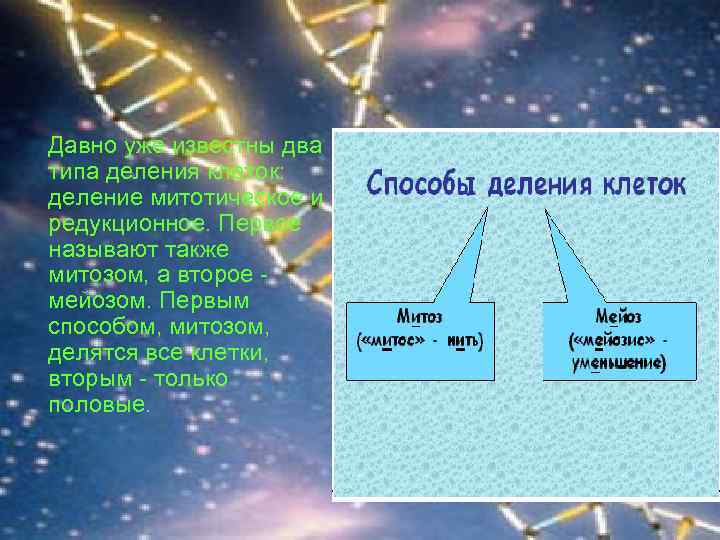 Давно уже известны два типа деления клеток: деление митотическое и редукционное. Первое называют также