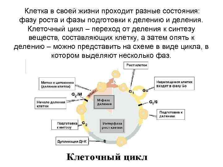 Клетка в своей жизни проходит разные состояния: фазу роста и фазы подготовки к делению