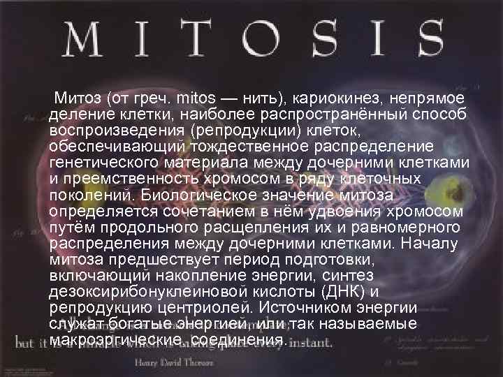 Митоз (от греч. mitos — нить), кариокинез, непрямое деление клетки, наиболее распространённый способ воспроизведения