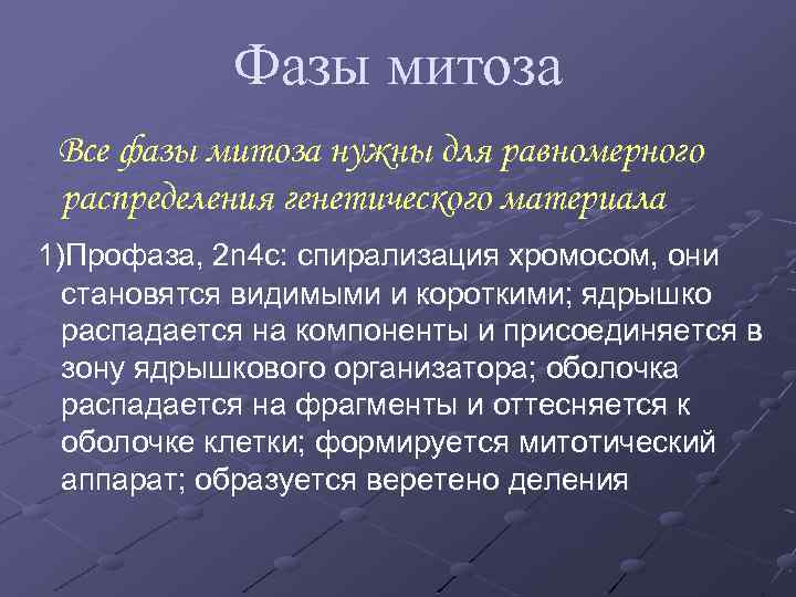 Фазы митоза Все фазы митоза нужны для равномерного распределения генетического материала 1)Профаза, 2 n