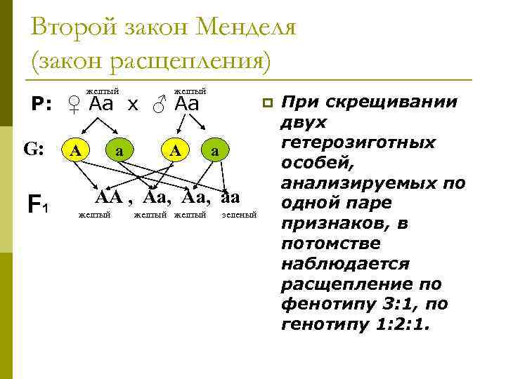 Закон расщепления схема