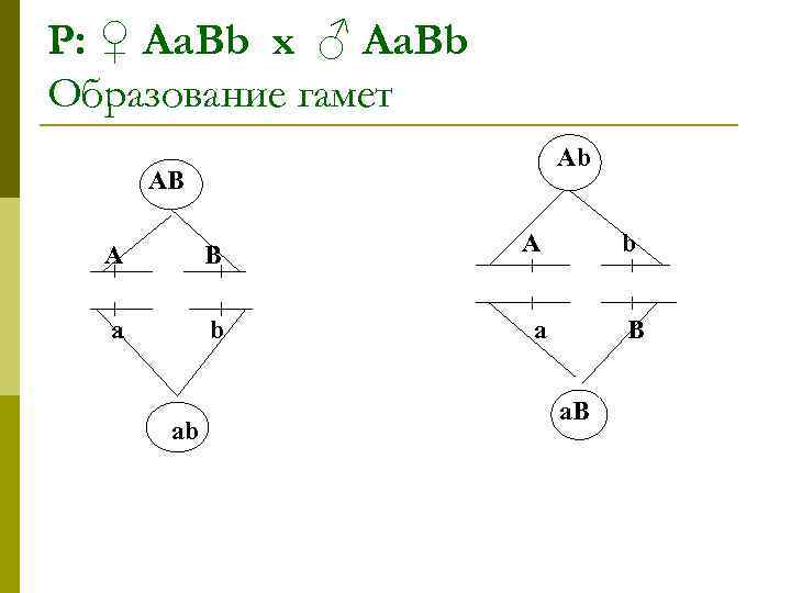 Р: ♀ Аа. Bb х ♂ Аа. Bb Образование гамет Ab АВ А В