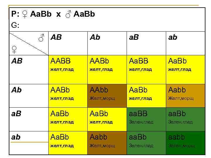 Какие гаметы образует генотип aabb. AABB AABB генотип. AABB гаметы. AABB Х AABB. Дигомозигота AABB AABB AABB AABB.