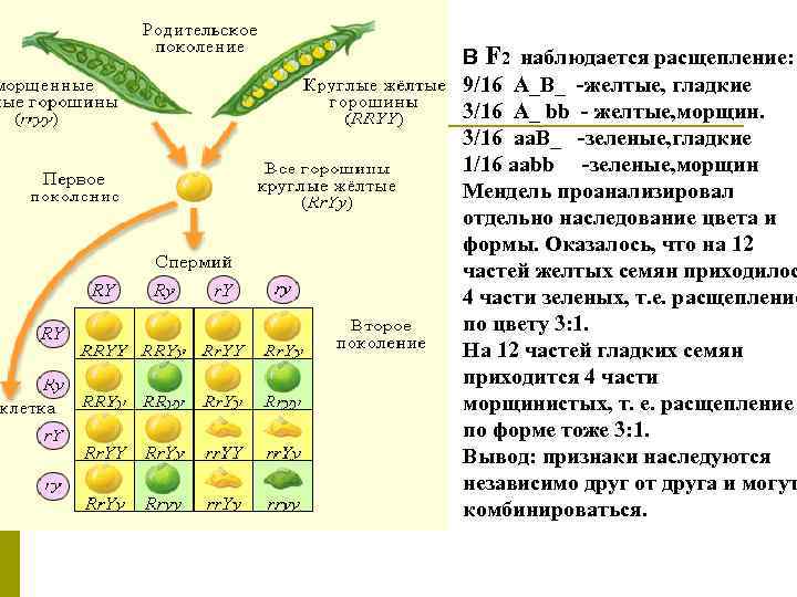 У гороха желтеют листья