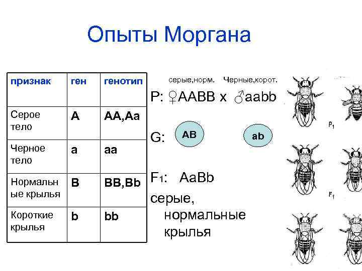 При скрещивании дрозофилы имеющей