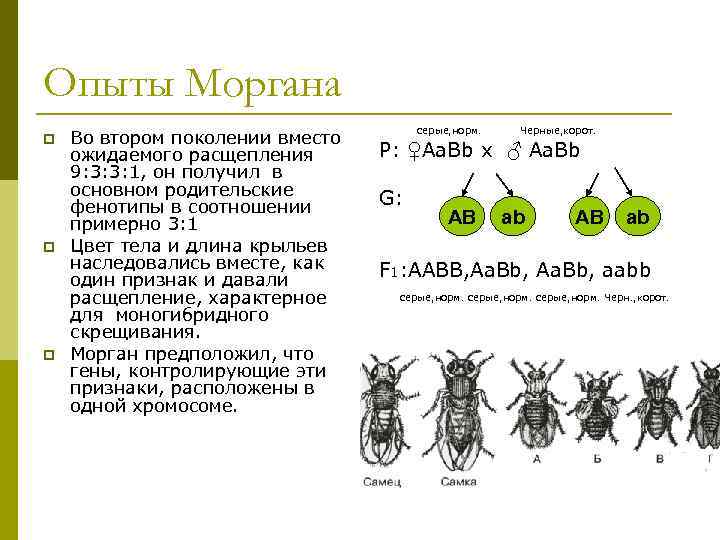 Опыты моргана