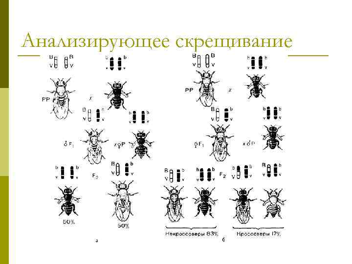 Анализирующее скрещивание 