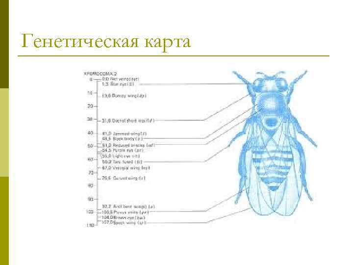 Генетическая карта 