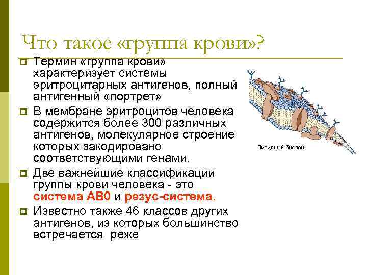 Что такое «группа крови» ? p Термин «группа крови» характеризует системы эритроцитарных антигенов, полный