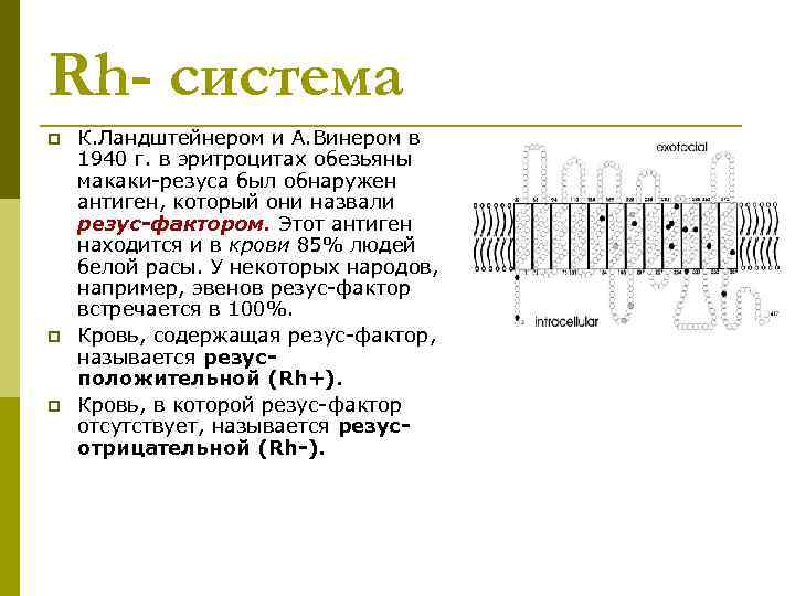 Rh- система p К. Ландштейнером и А. Винером в 1940 г. в эритроцитах обезьяны