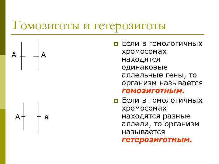 Гомозиготы и гетерозиготы p Если в гомологичных хромосомах А А находятся одинаковые аллельные гены,