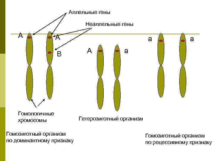 Аллельные и неаллельные гены