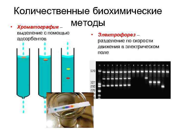 Количественные биохимические методы • Хроматография – выделение с помощью адсорбентов • Электрофорез – разделение