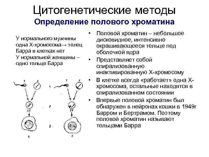 Цитогенетические методы Определение полового хроматина У нормального мужчины одна Х-хромосома→ телец Барра в клетках