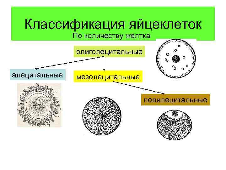 Строение яйцеклетки человека схема