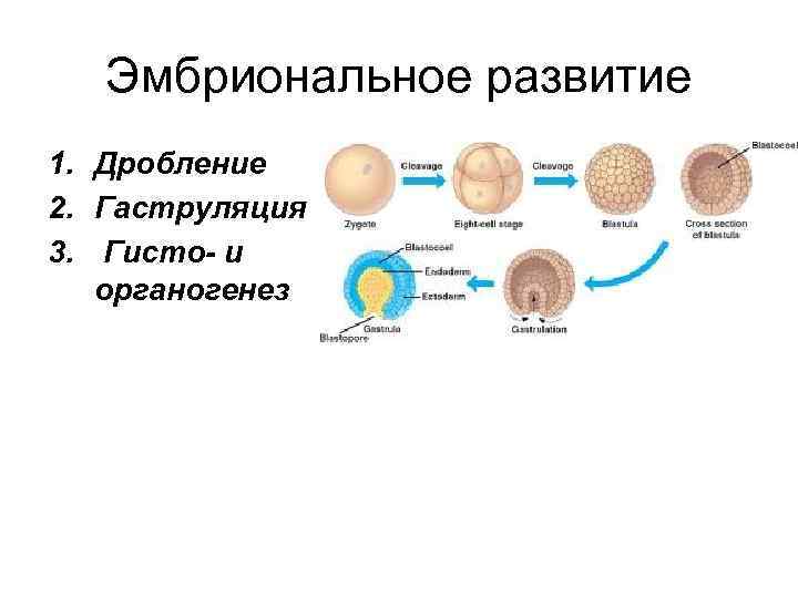 Дробление органогенез. Эмбриональный период развития гаструляция. Эмбриональный период развития дробление гаструляция органогенез. Дробление гаструляция органогенез таблица. Таблица этапы развития: дробление, гаструляция.