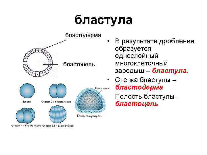 Бластула рисунок биология