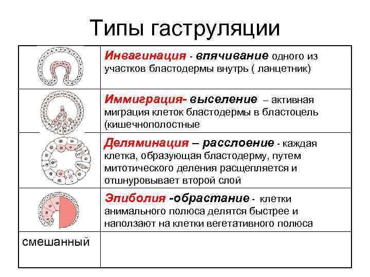 Перестройки генома в онтогенезе презентация