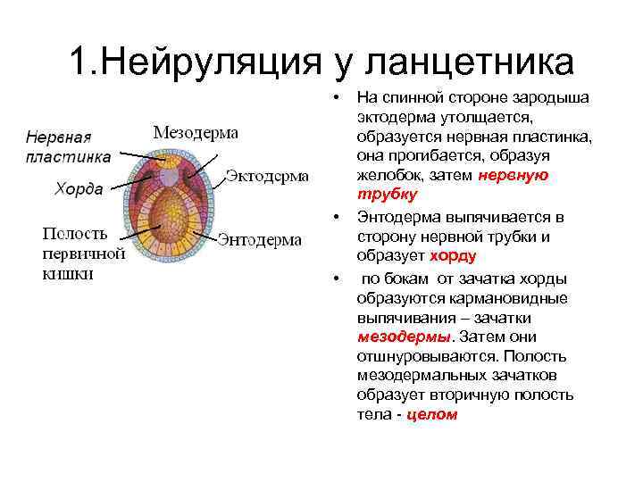 Эмбриональный этап комплекс осевых