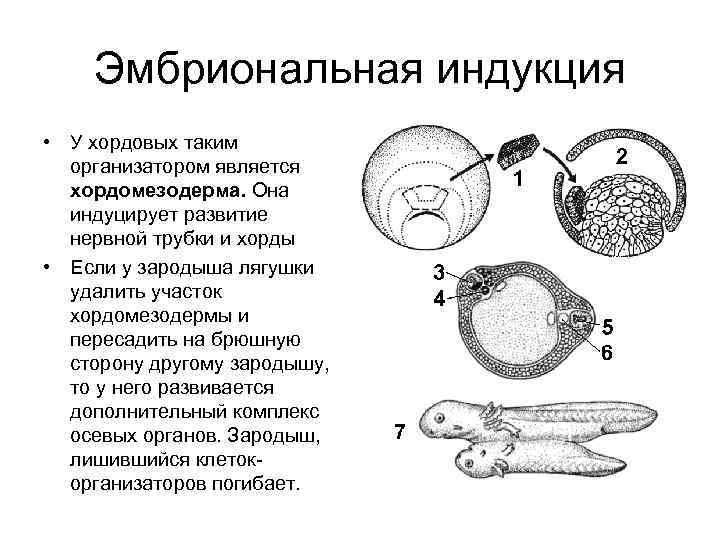 Схема онтогенеза лягушки